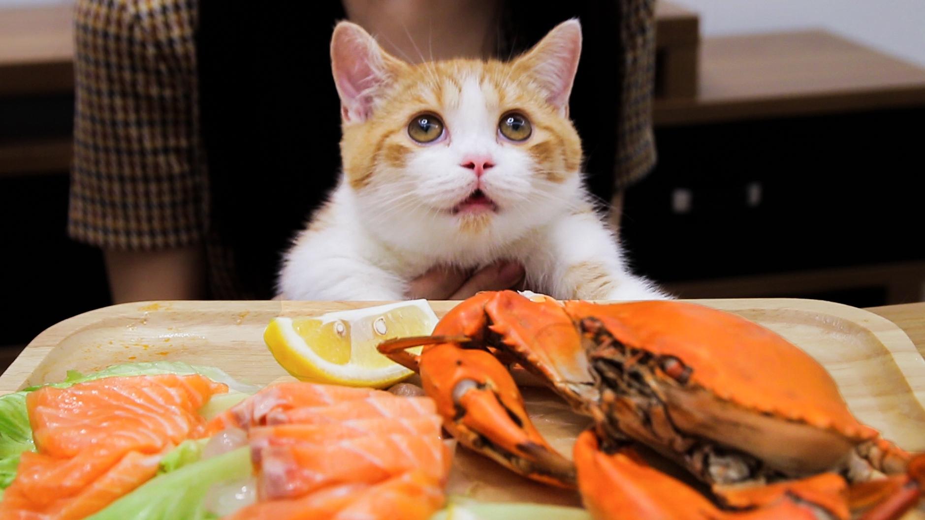 小猫做菜游戏教案_小猫做菜游戏教案中班_小猫做菜游戏