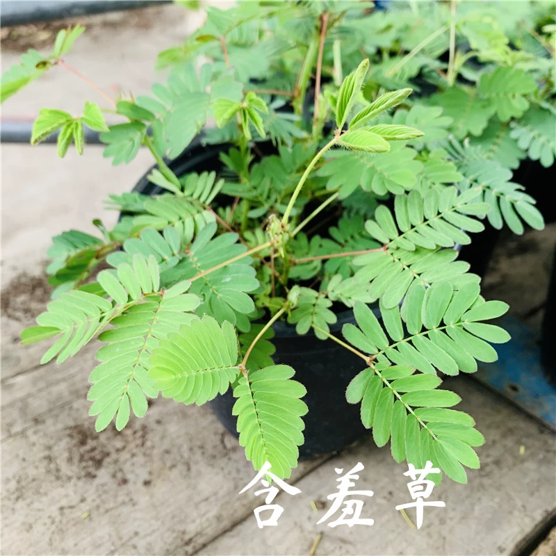 免费大片av网站_含羞草av入口免费网站进_日本免费av大片网站