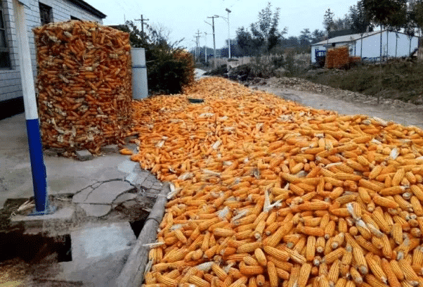 玉米电影：感动人心的经典佳作