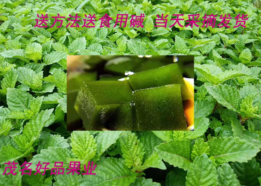 宝可梦大探险幼基拉斯食谱_宝可梦大探险食谱怎么进化_宝可梦大探险梦幻食谱必出