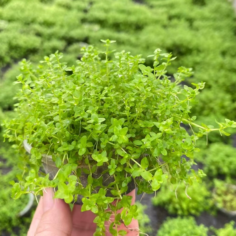 宝可梦大探险幼基拉斯食谱_宝可梦大探险梦幻食谱必出_宝可梦大探险食谱怎么进化