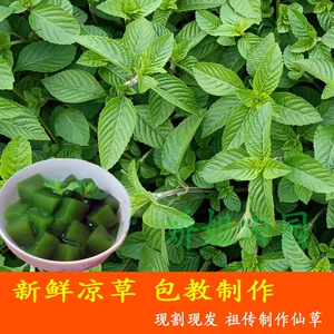宝可梦大探险梦幻食谱必出_宝可梦大探险幼基拉斯食谱_宝可梦大探险食谱怎么进化