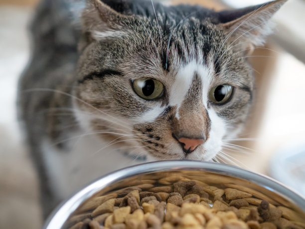 猫免费领养套路_吝啬猫免费_快猫免费