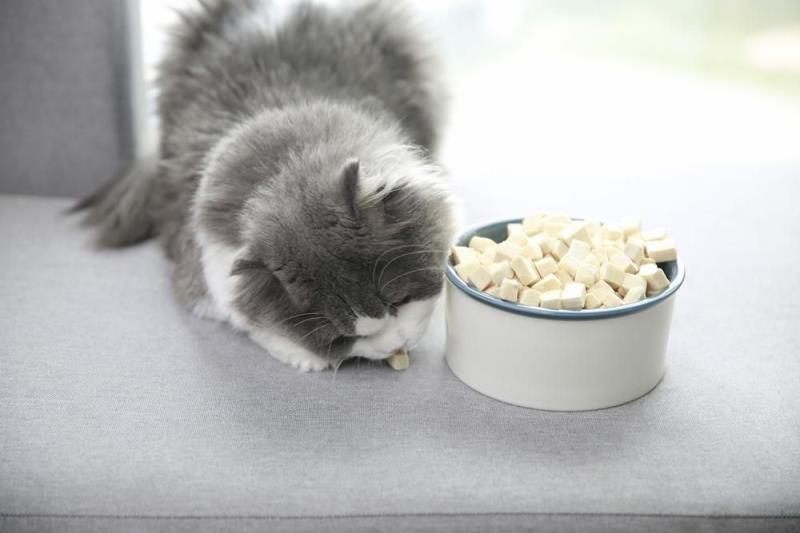 吝啬猫免费_快猫免费_猫免费领养套路