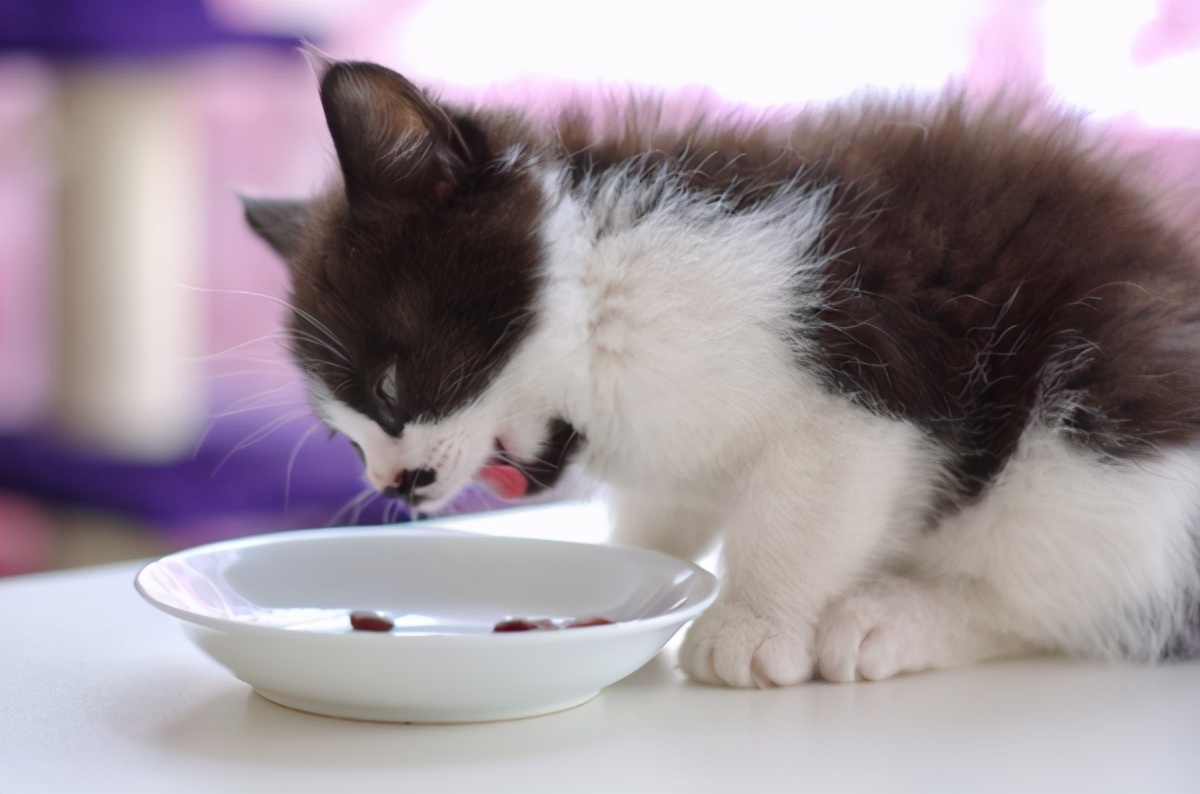 快猫免费_吝啬猫免费_猫免费领养套路