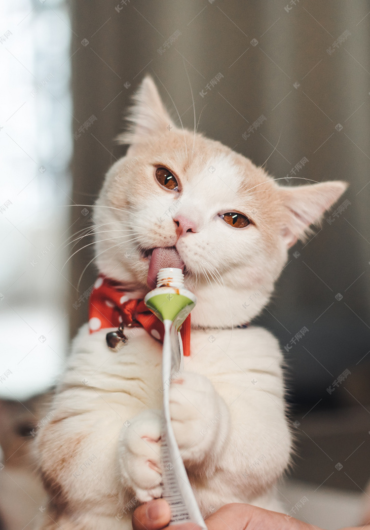 吝啬猫免费_快猫免费_猫免费领养套路