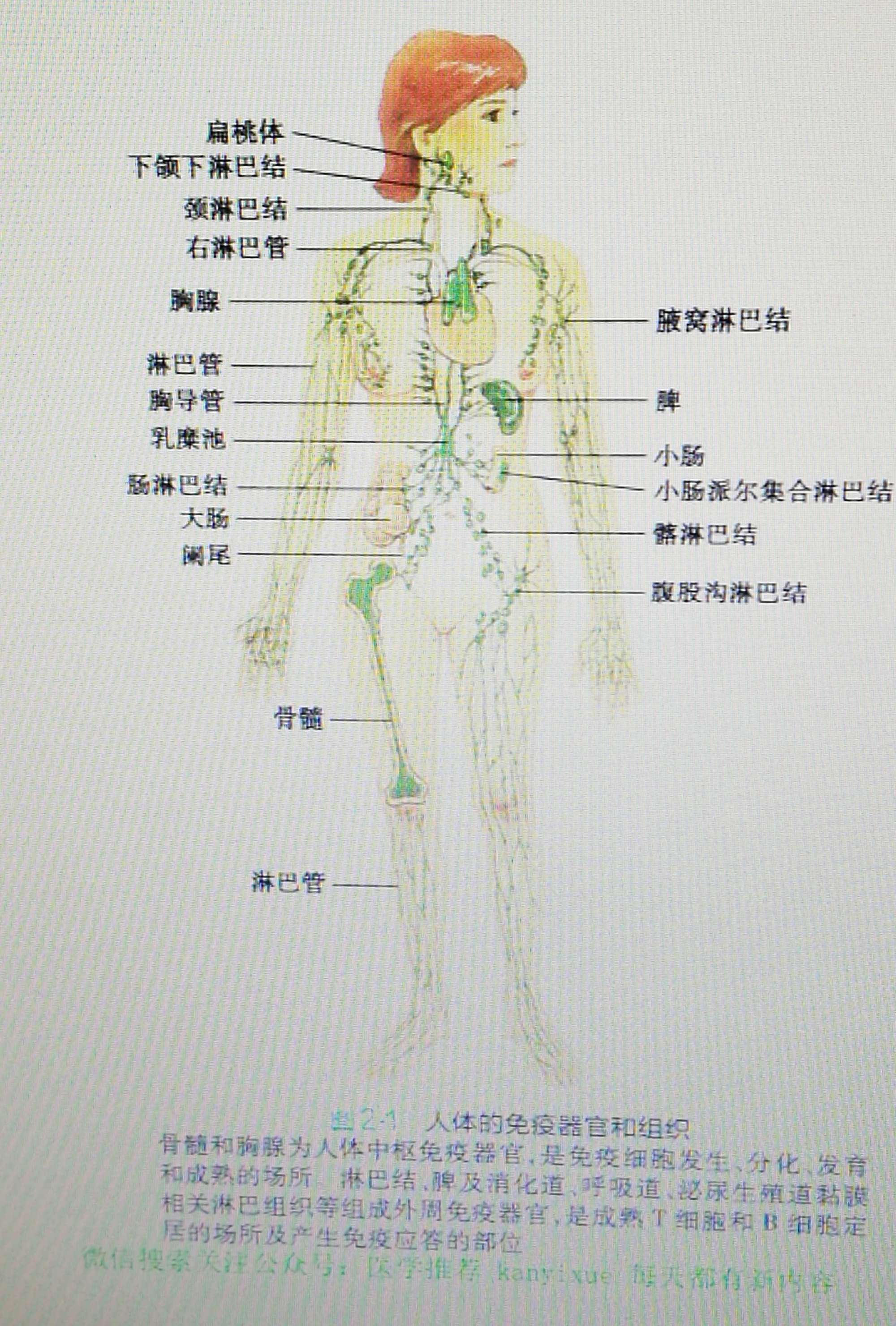 人体游戏_人体游戏_人体游戏