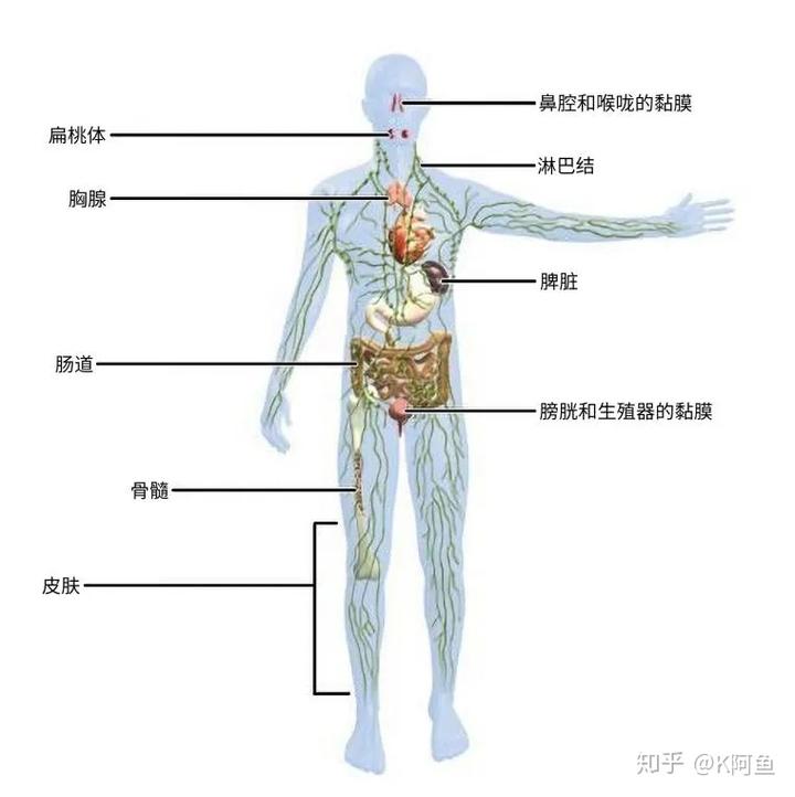 人体游戏_人体游戏_人体游戏