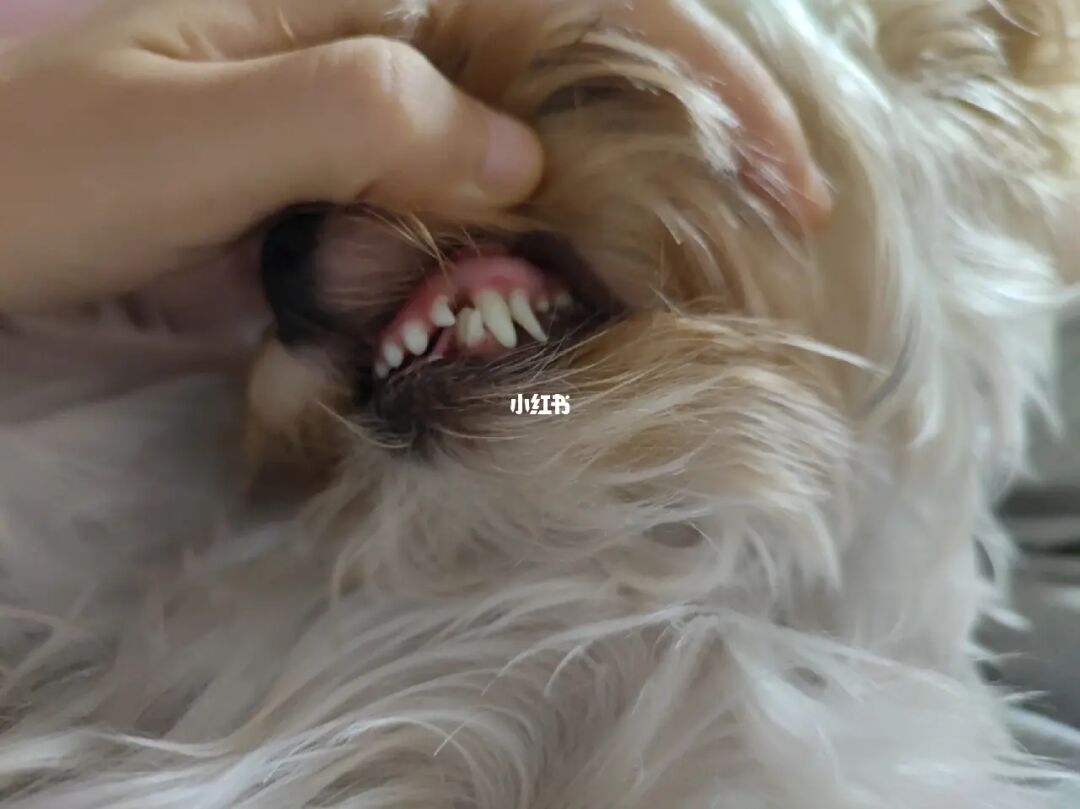 牙医小游戏_牙医小游戏_牙医小游戏