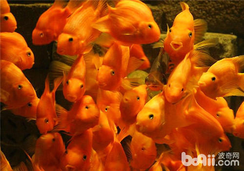 手机养鱼游戏水族箱在哪找_箱养鱼视频_水族箱的游戏