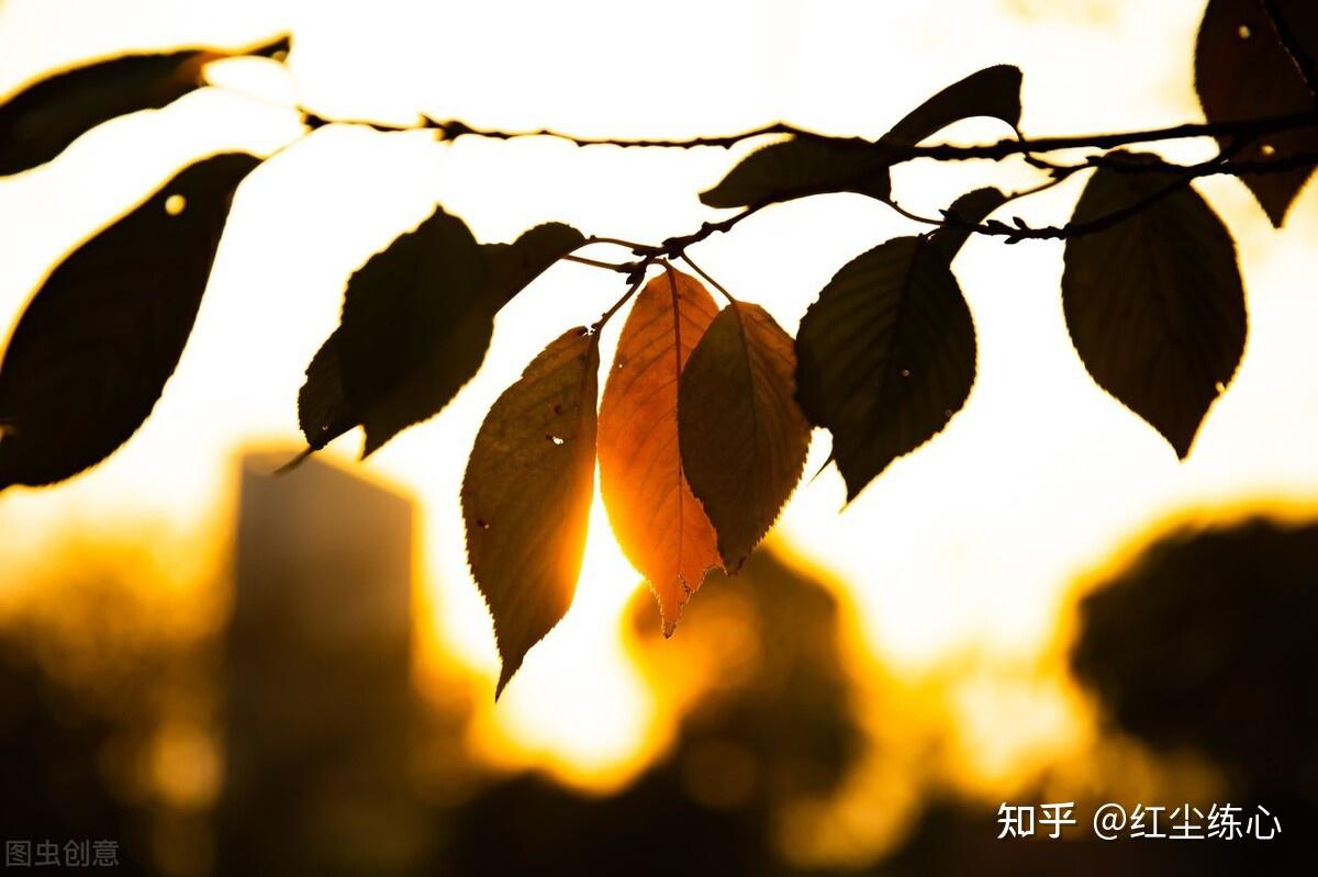 风见幽香的性格_风见幽香_风见幽香的伞