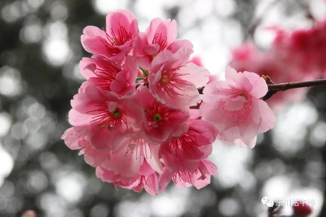 樱之诗_我樱佐樱晓樱吧_樱桃树