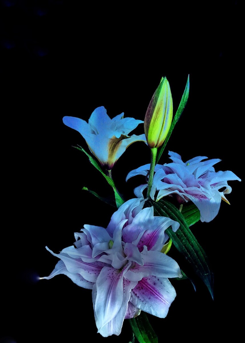 手机上可以百合的游戏-手机百合游戏：情感港湾，浪漫故事的体验与期待
