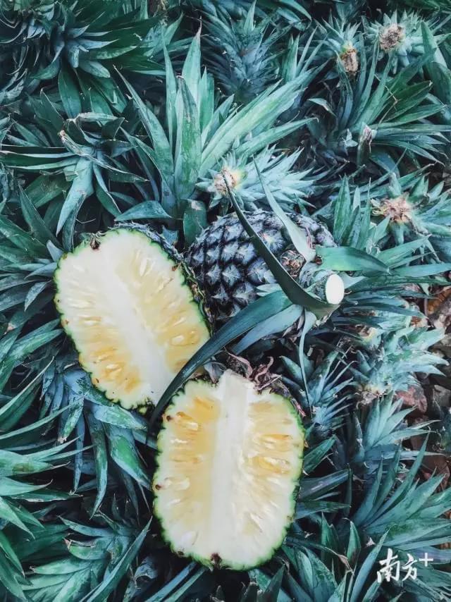 黑凤梨：不止是水果，更是生活的调味剂